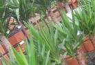 Whipstickplant-nursery-10.jpg; ?>