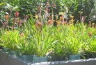 Whipstickplant-nursery-17.jpg; ?>