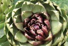 Whipstickplant-nursery-1.jpg; ?>