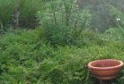 Whipstickplant-nursery-21.jpg; ?>