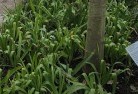 Whipstickplant-nursery-23.jpg; ?>