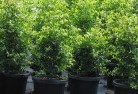 Whipstickplant-nursery-24.jpg; ?>