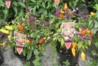 Whipstickplant-nursery-27.jpg; ?>