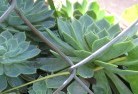 Whipstickplant-nursery-28.jpg; ?>