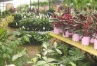 Whipstickplant-nursery-7.jpg; ?>